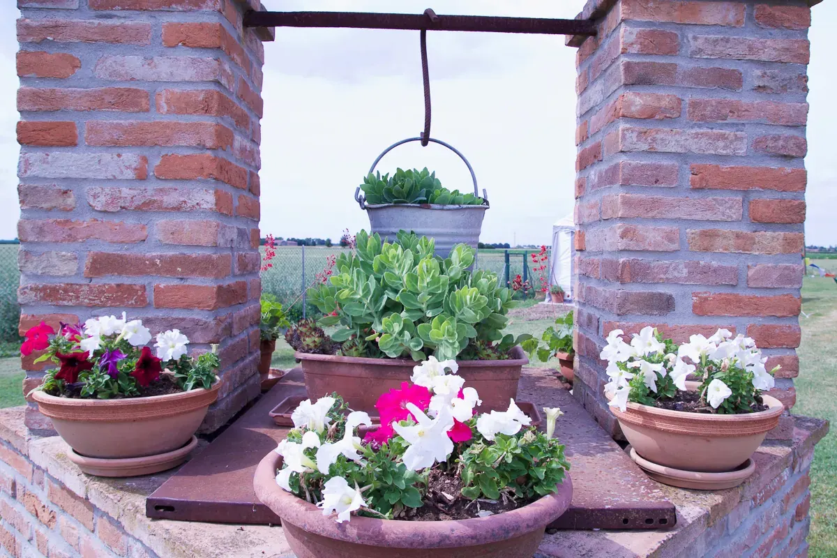 The well and the flowers
