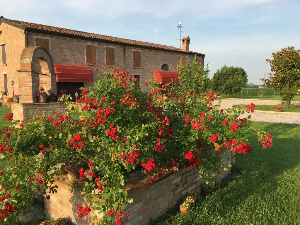 The garden's stunning roses
